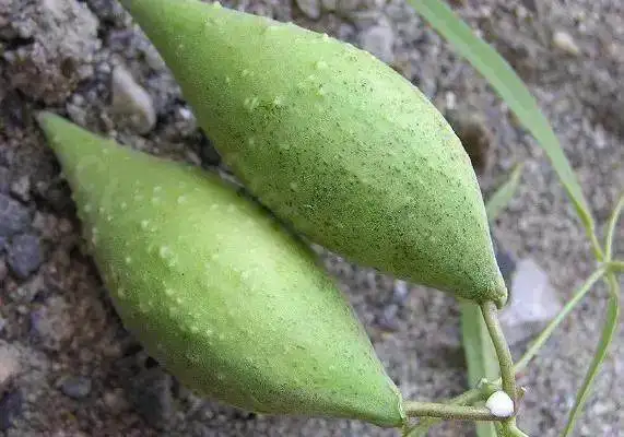 中药丰胸初探:羊母奶草的中药丰胸功效究竟几何-木子李笔记
