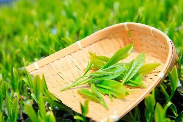 《茶叶营销手册》:茶叶营销策略方案,看看茶叶怎么卖?-木子李笔记